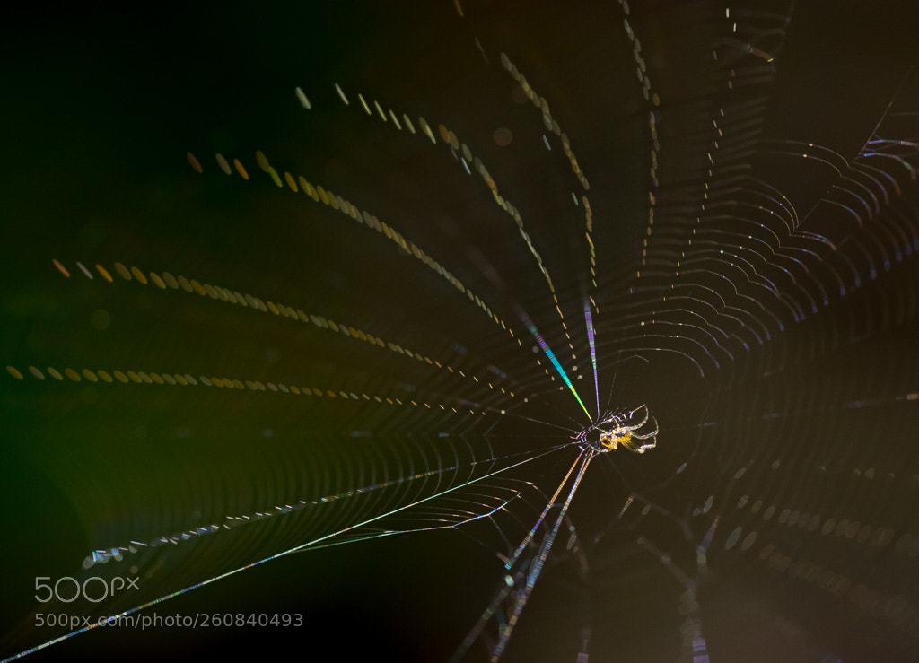 Olympus OM-D E-M1 sample photo. Spider photography