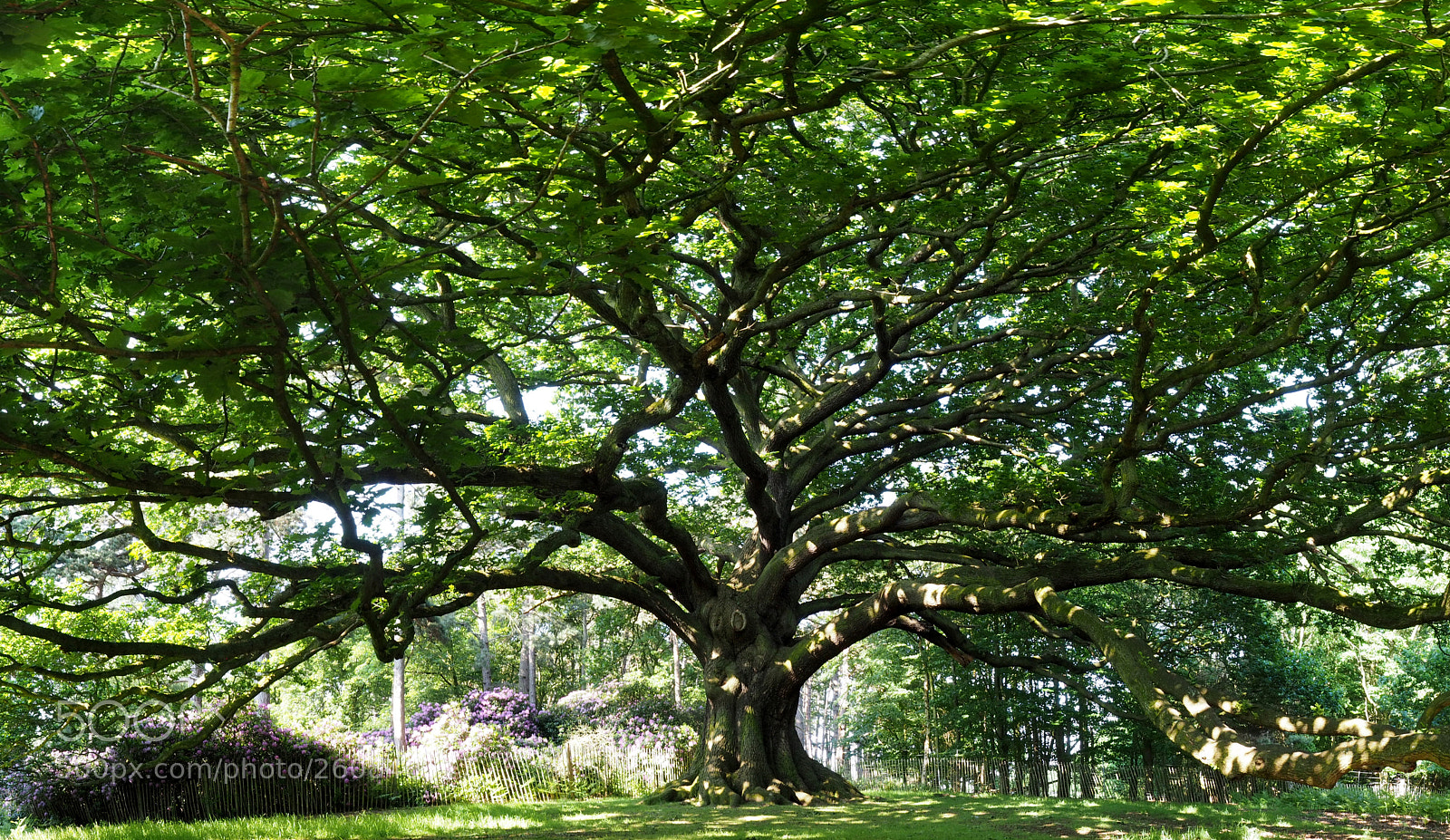 Olympus OM-D E-M1 sample photo. Mighty oaks from little photography