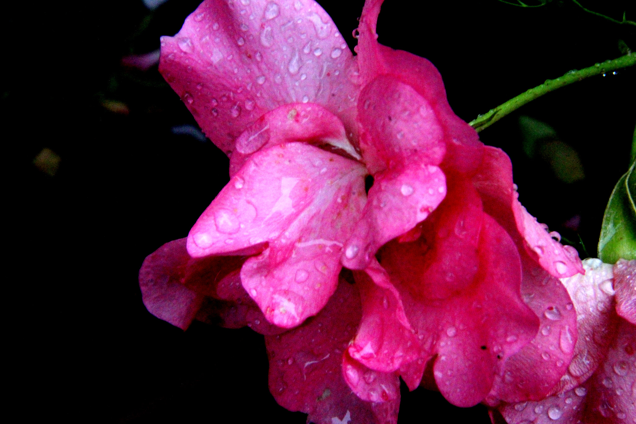 Canon EF-S 17-85mm F4-5.6 IS USM sample photo. Rosa photography