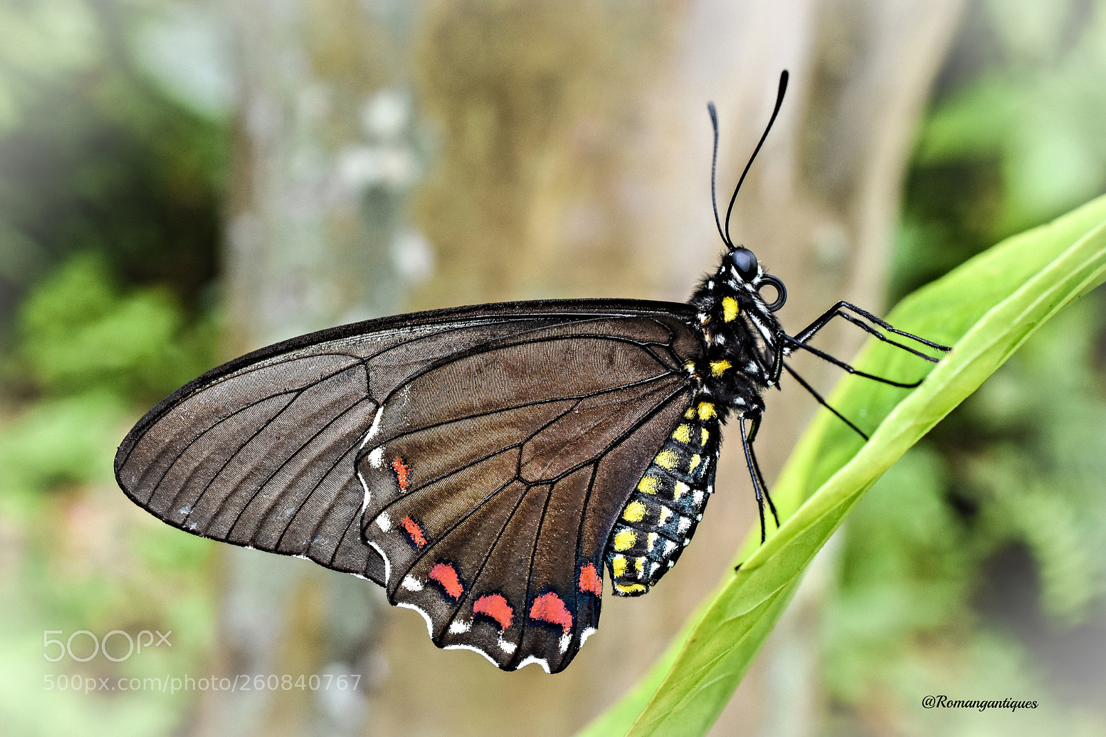 Nikon D7200 sample photo. An amazing butterfly macro! photography