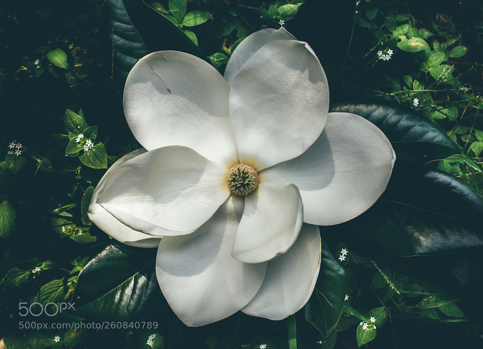 Canon EOS 6D sample photo. Steel magnolias photography
