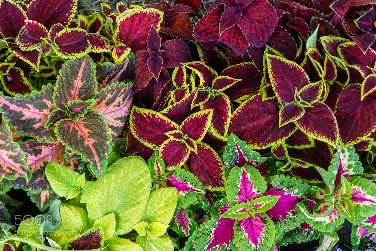 Nikon D7100 sample photo. View of multicolored coleus photography