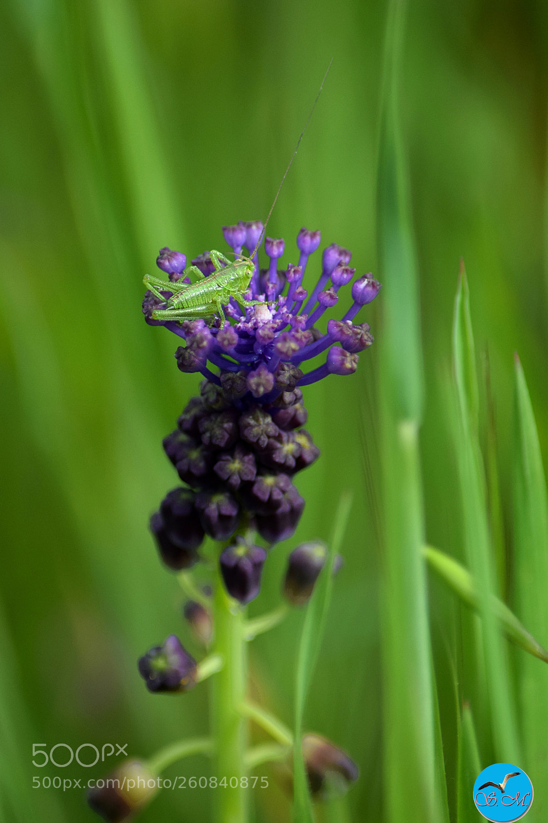 Nikon D3300 sample photo. Je pensais me cacher ! photography