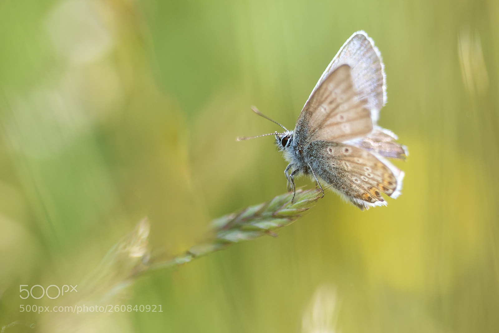 Nikon D500 sample photo. Plebeius argus photography