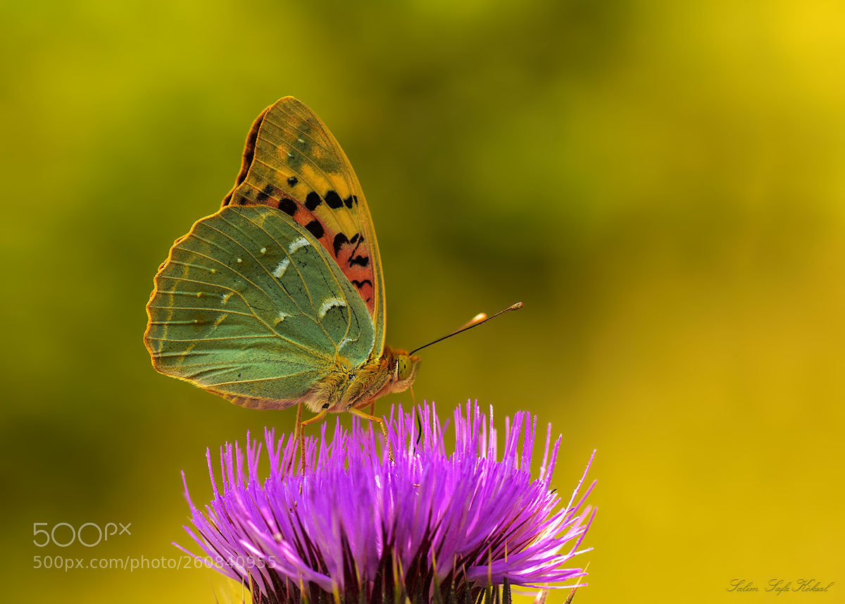 Nikon D7200 sample photo. Bahadır photography