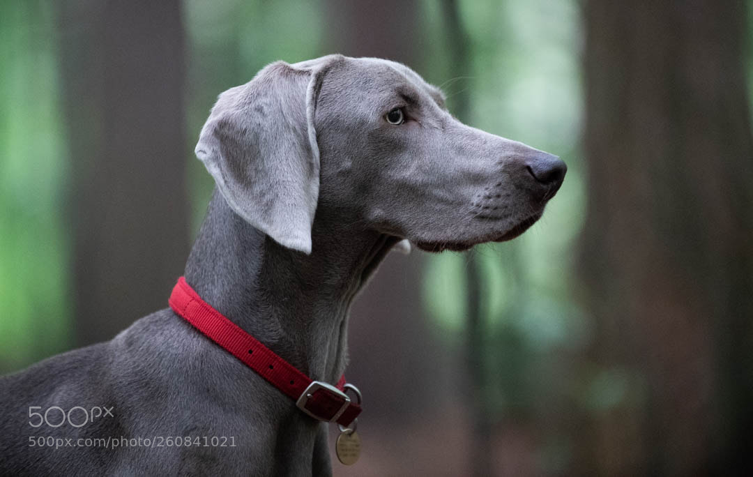 Nikon D5 sample photo. Millie photography