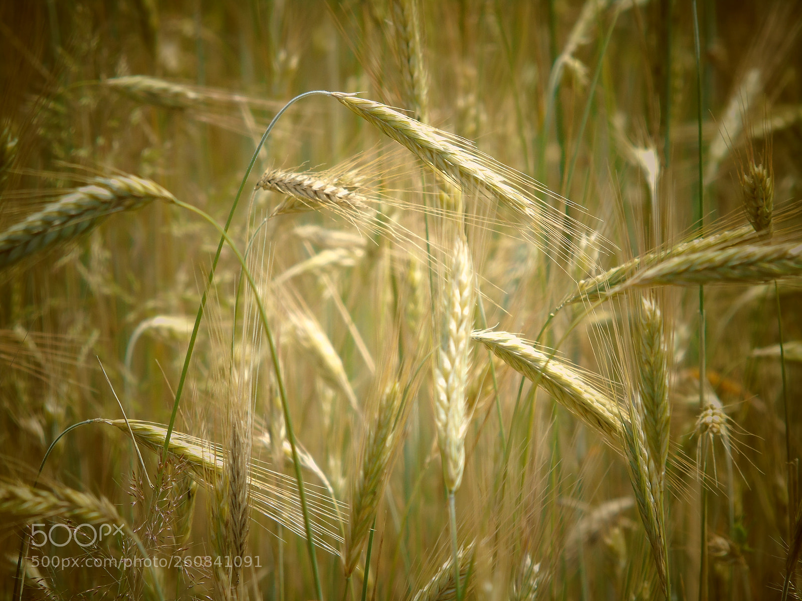 Sony Cyber-shot DSC-H400 sample photo. ? wheat photography