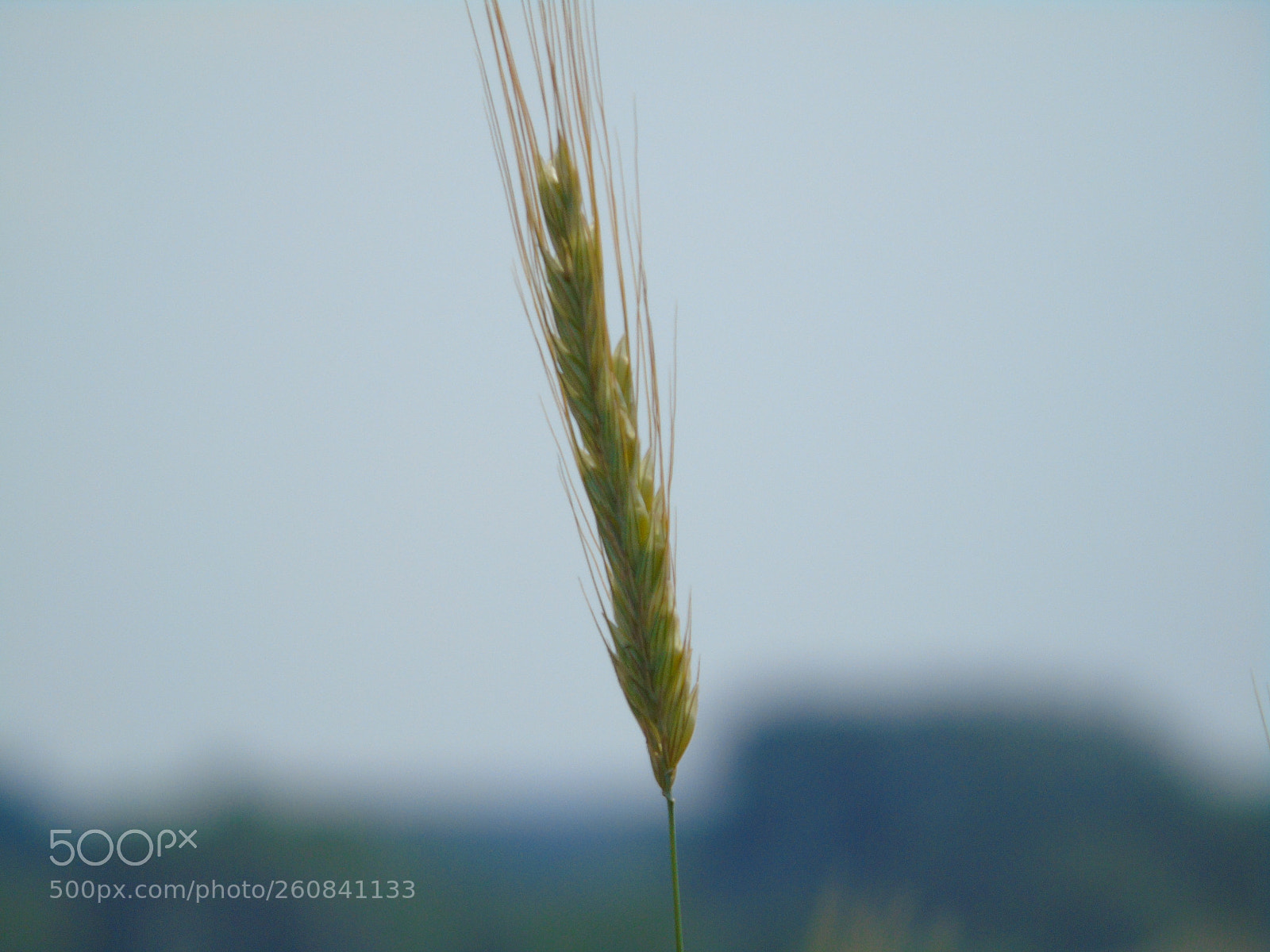 Sony Cyber-shot DSC-H400 sample photo. ? wheat photography