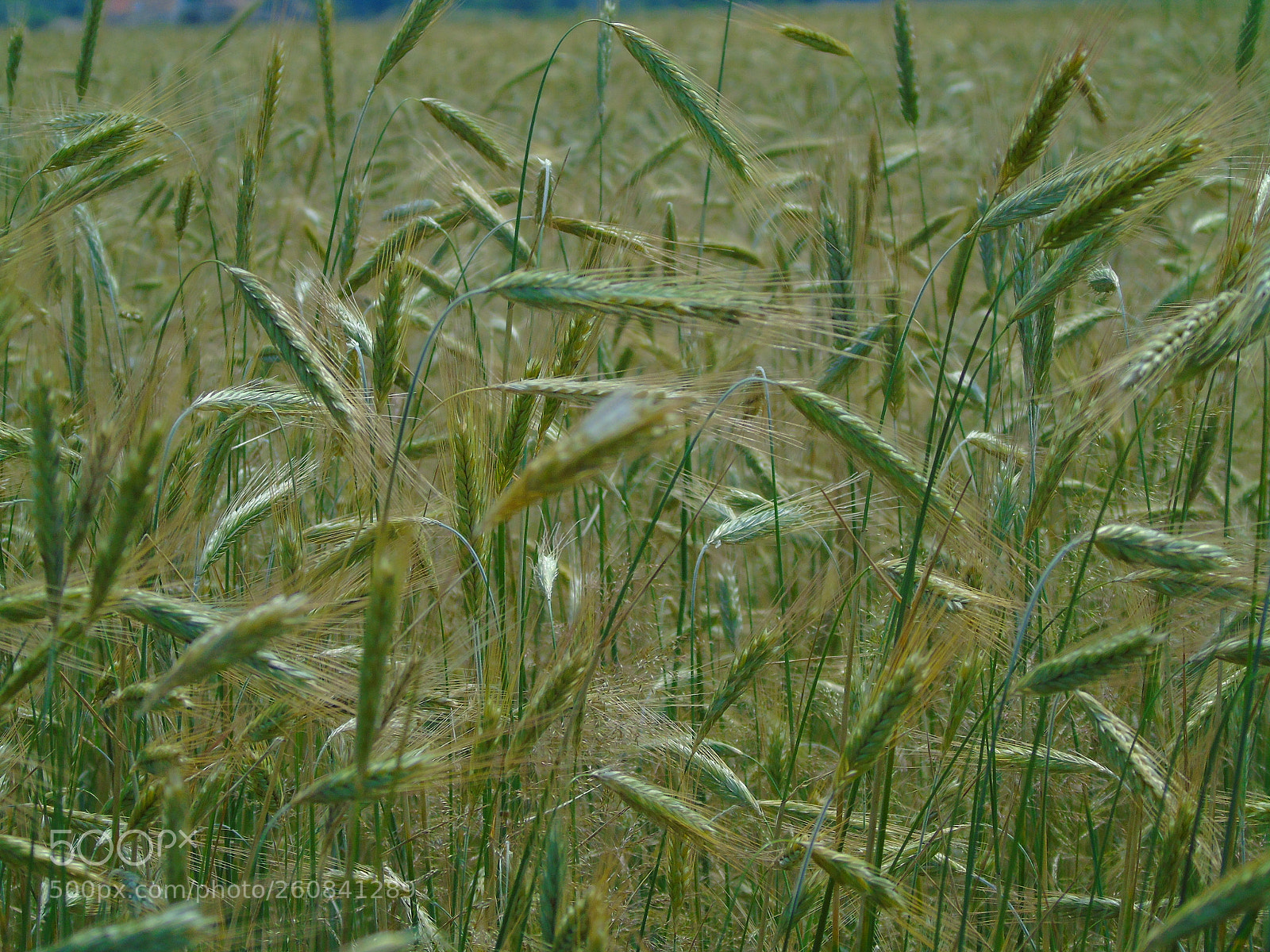 Sony Cyber-shot DSC-H400 sample photo. ? wheat field photography
