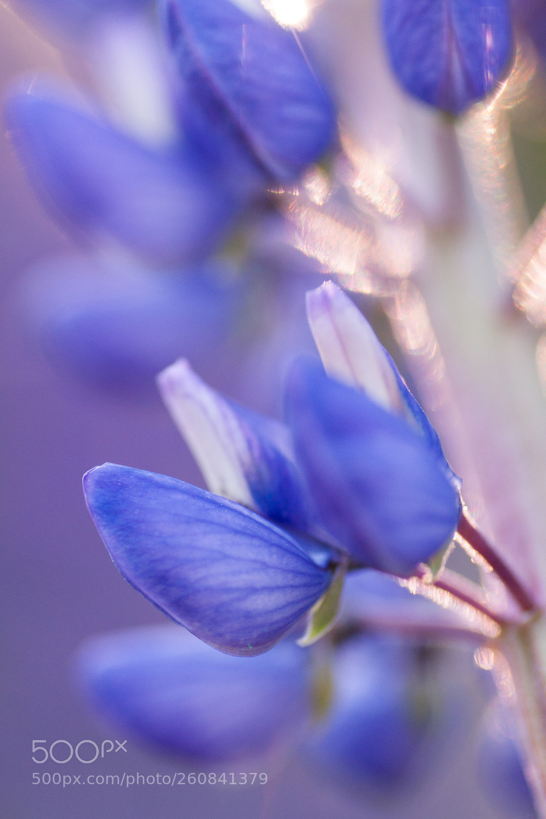 Sony Alpha DSLR-A700 sample photo. Spring sunlight photography