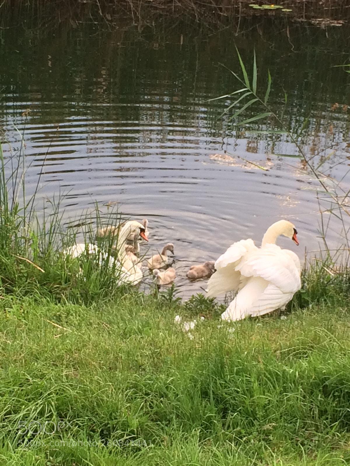 Apple iPhone 5s sample photo. Family photography