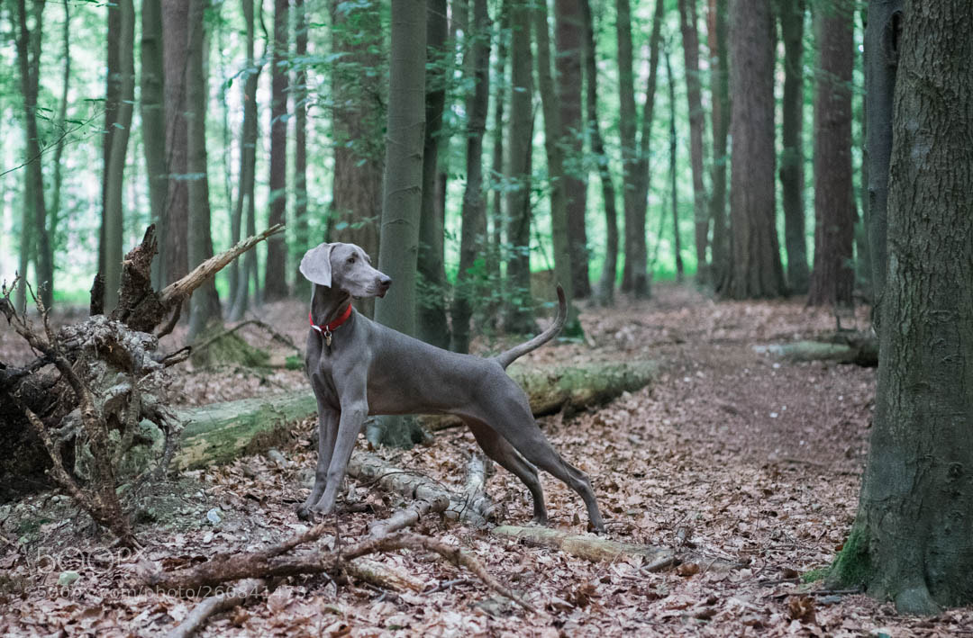 Nikon D5 sample photo. Millie photography