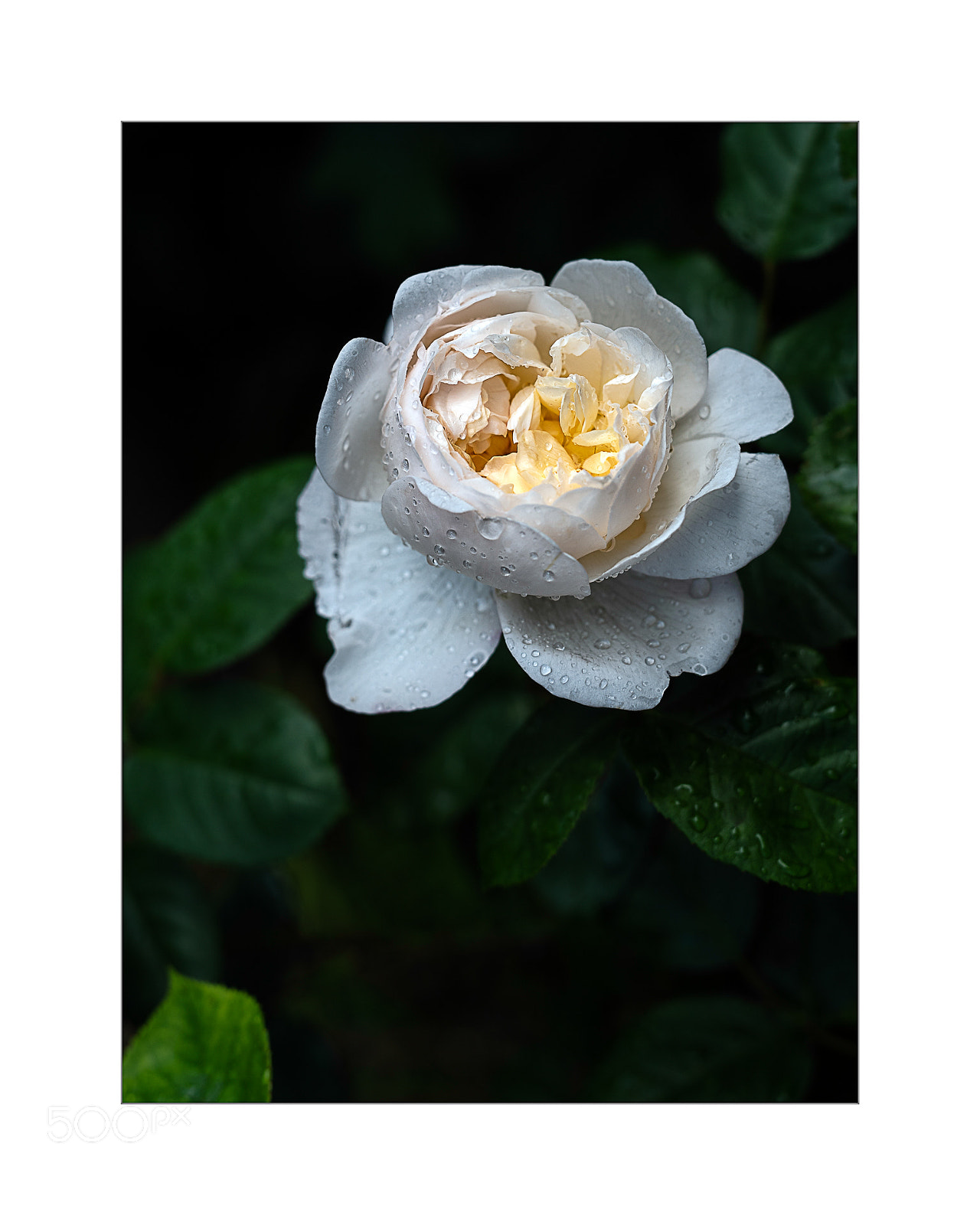 Nikon D810 sample photo. Seen from above photography
