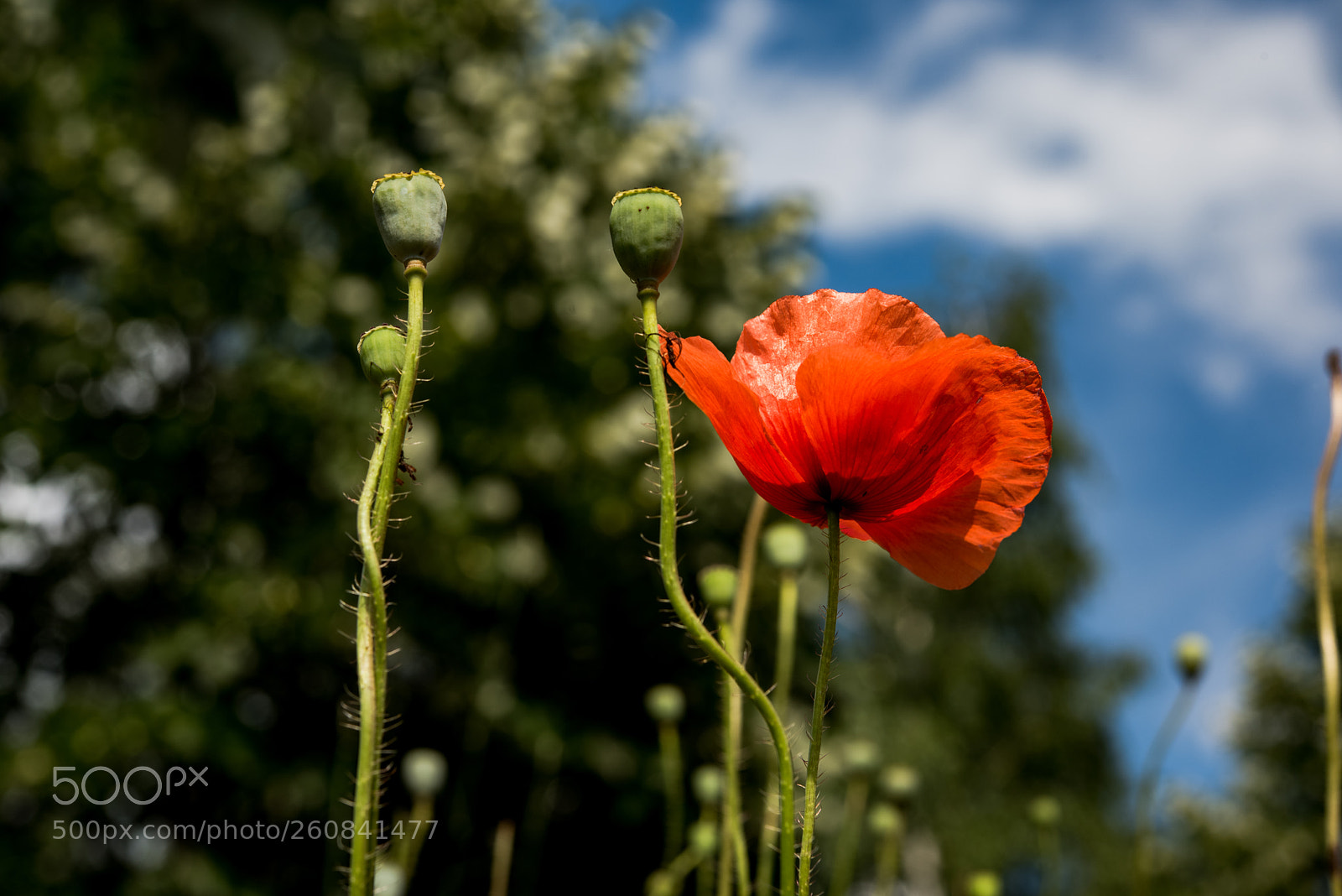 Nikon D810 sample photo. Red beauty photography
