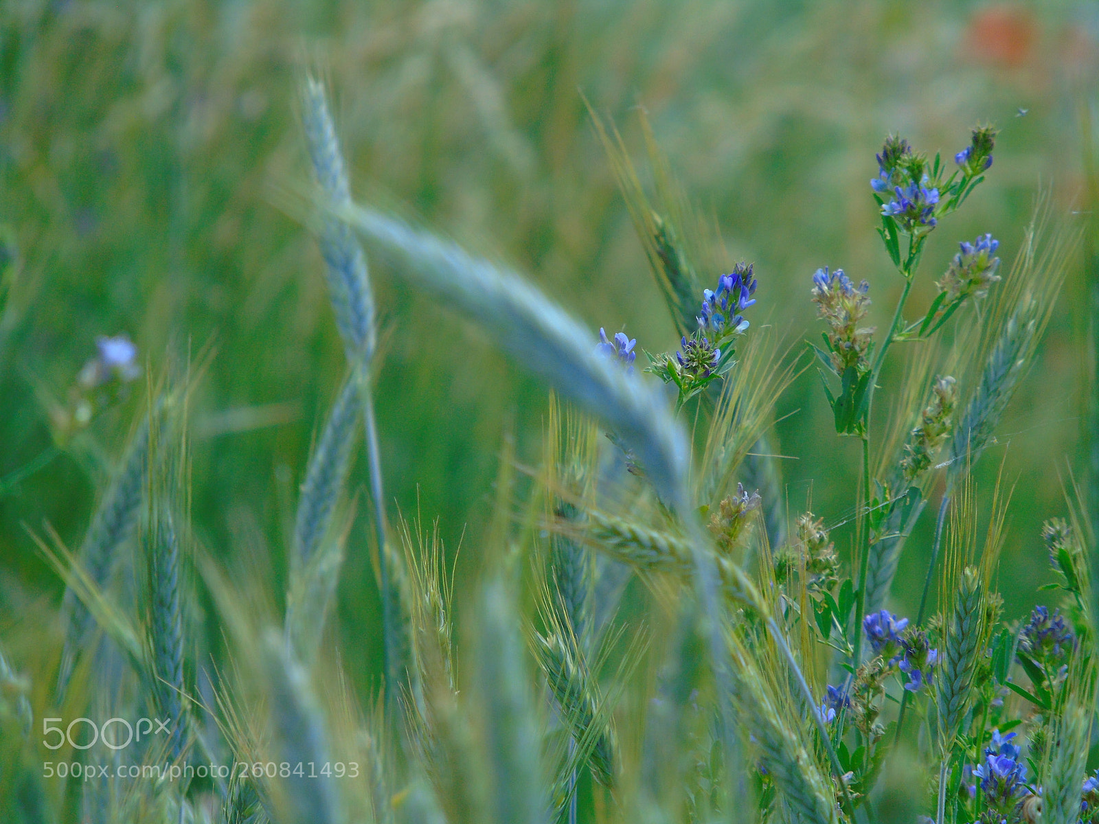Sony Cyber-shot DSC-H400 sample photo. +++ photography