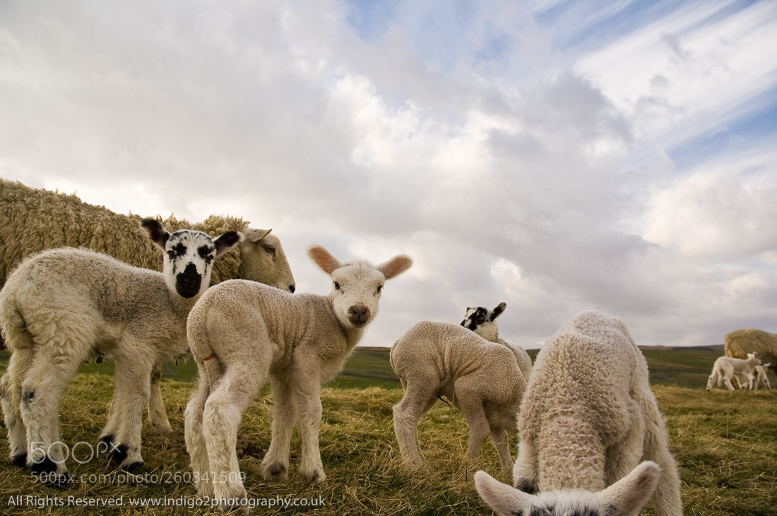 Nikon D70 sample photo. Curious lambs photography
