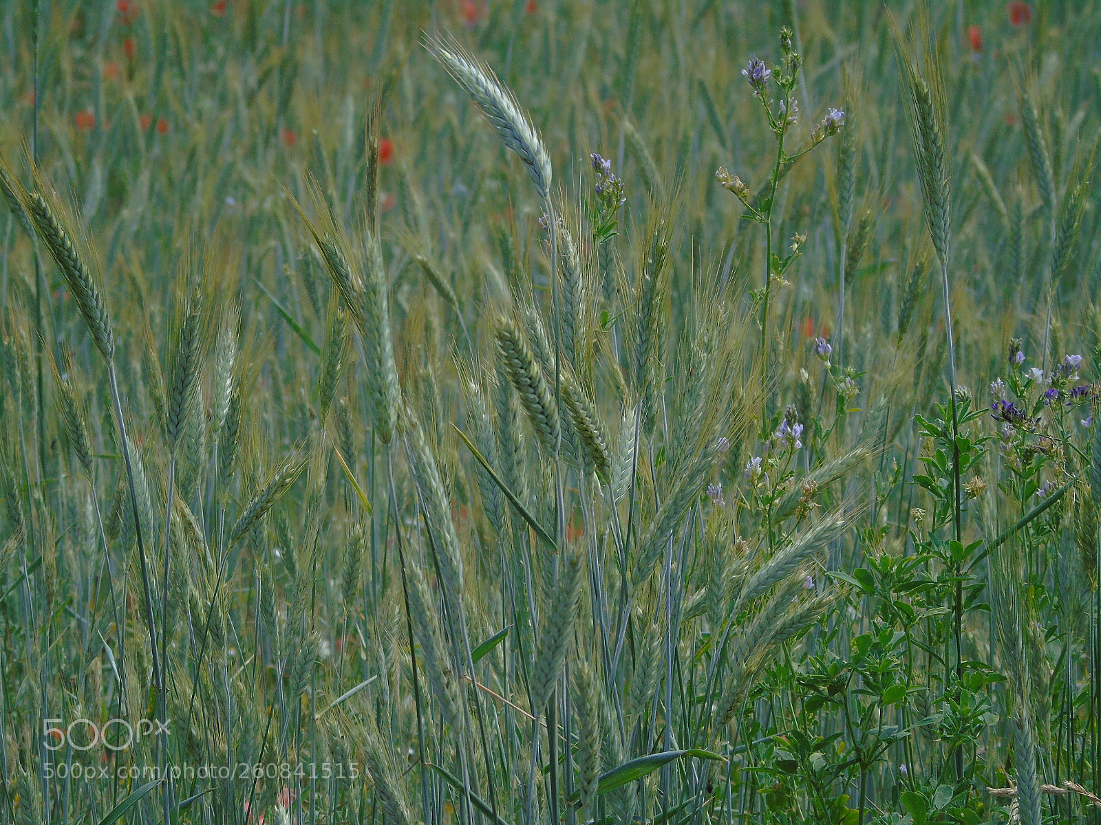 Sony Cyber-shot DSC-H400 sample photo. +++ photography