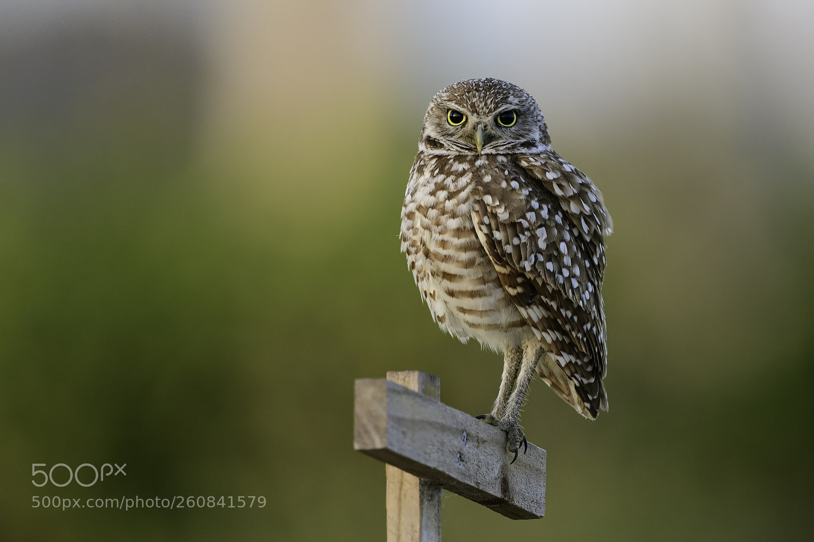 Nikon D850 sample photo. I'm watching you! photography