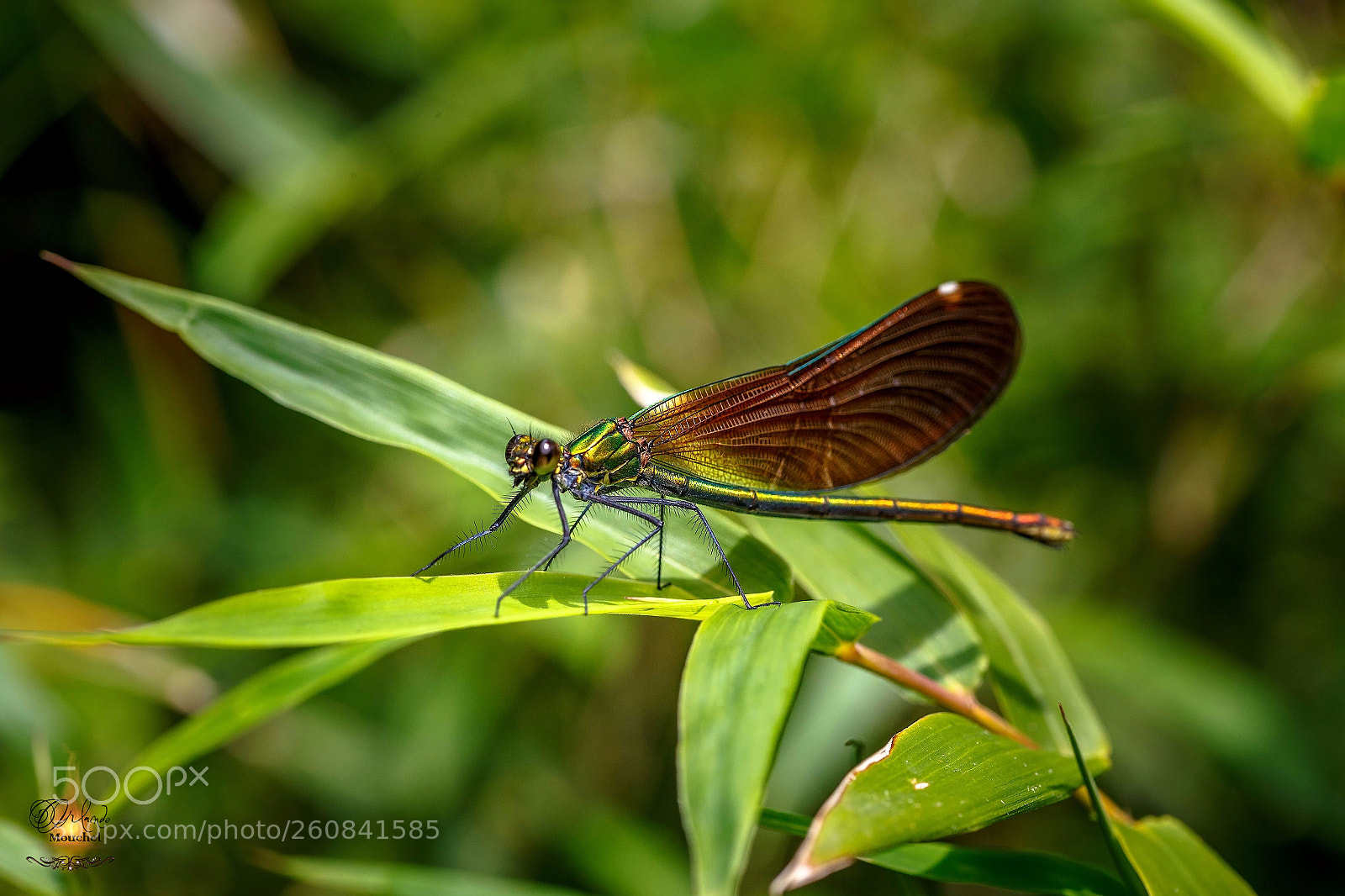 Canon EOS 6D sample photo. Dragonfly photography