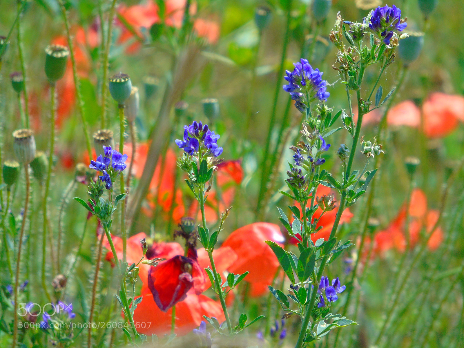 Sony Cyber-shot DSC-H400 sample photo. Vivid colors of nature photography