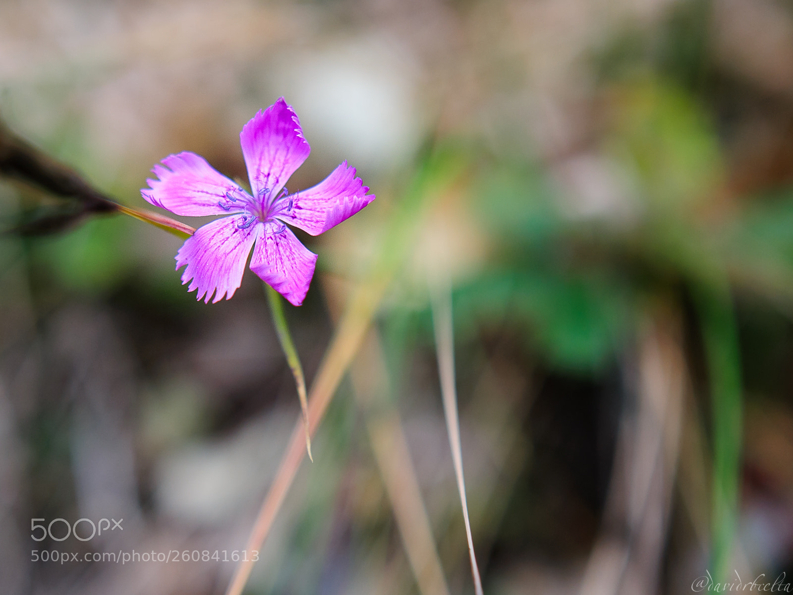 Nikon D300 sample photo. M s natura de photography