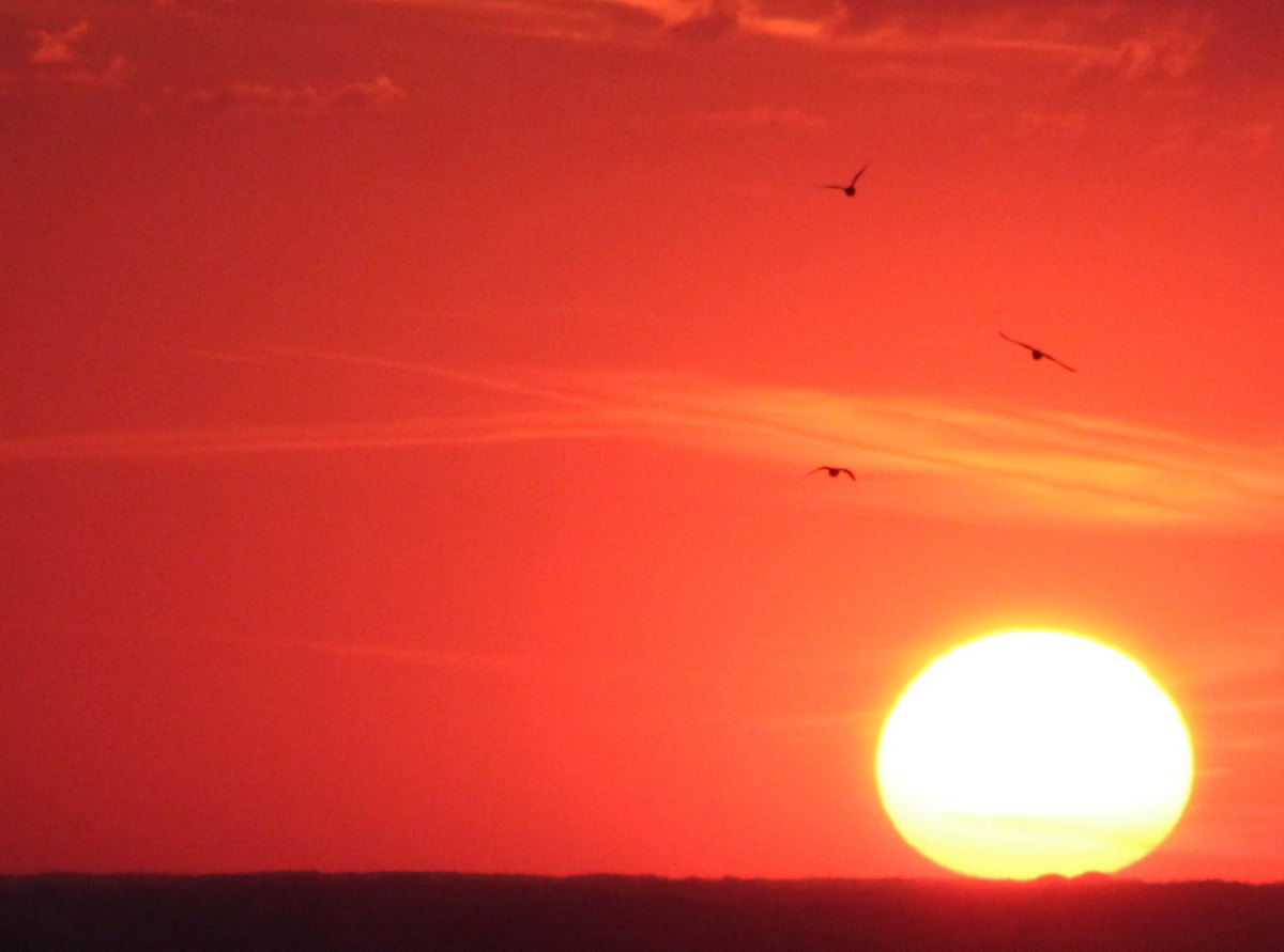 Canon EF 75-300mm f/4-5.6 sample photo. Birds in the sunset photography