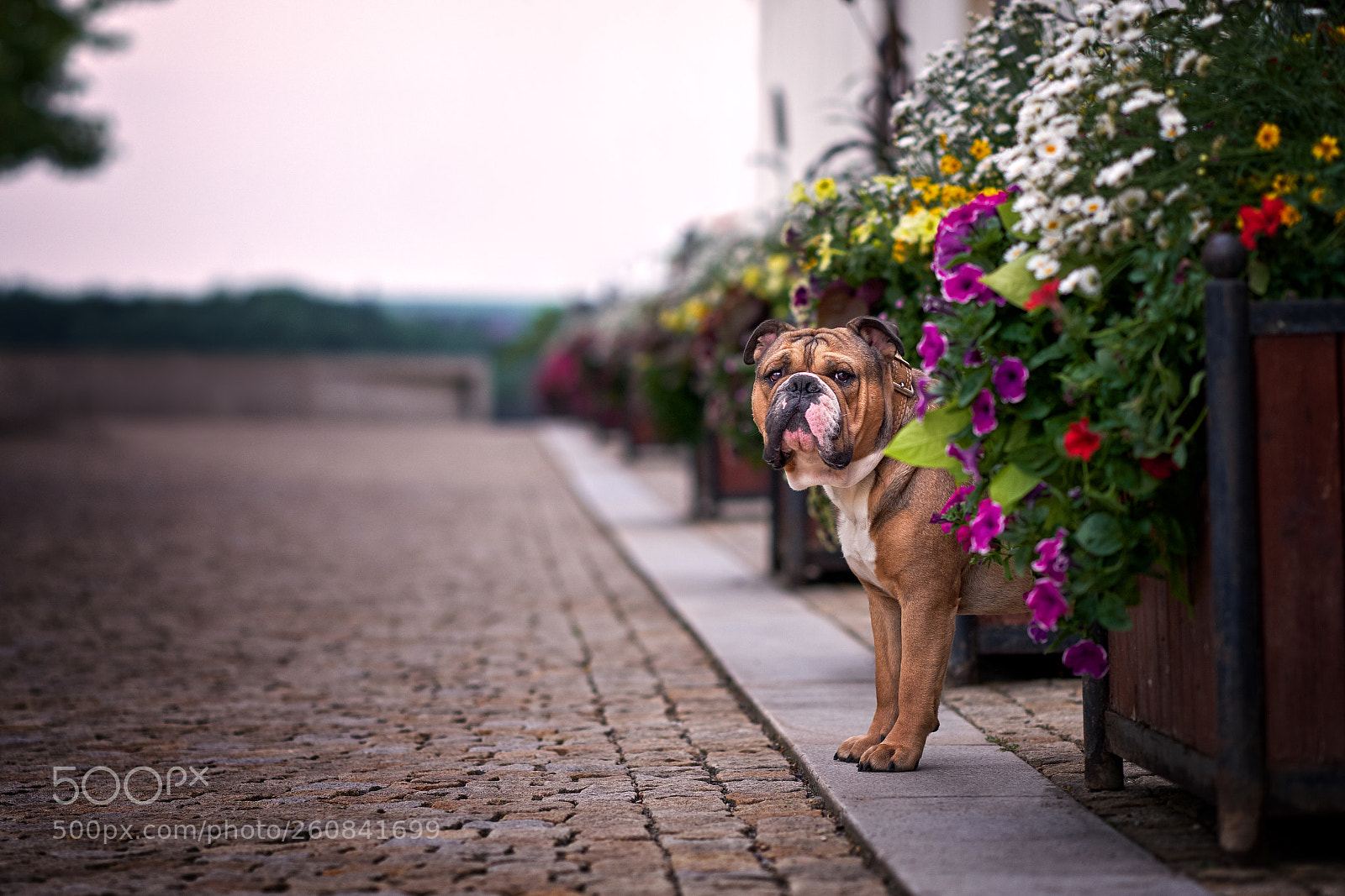 Fujifilm X-T2 sample photo. Hugo in colours photography