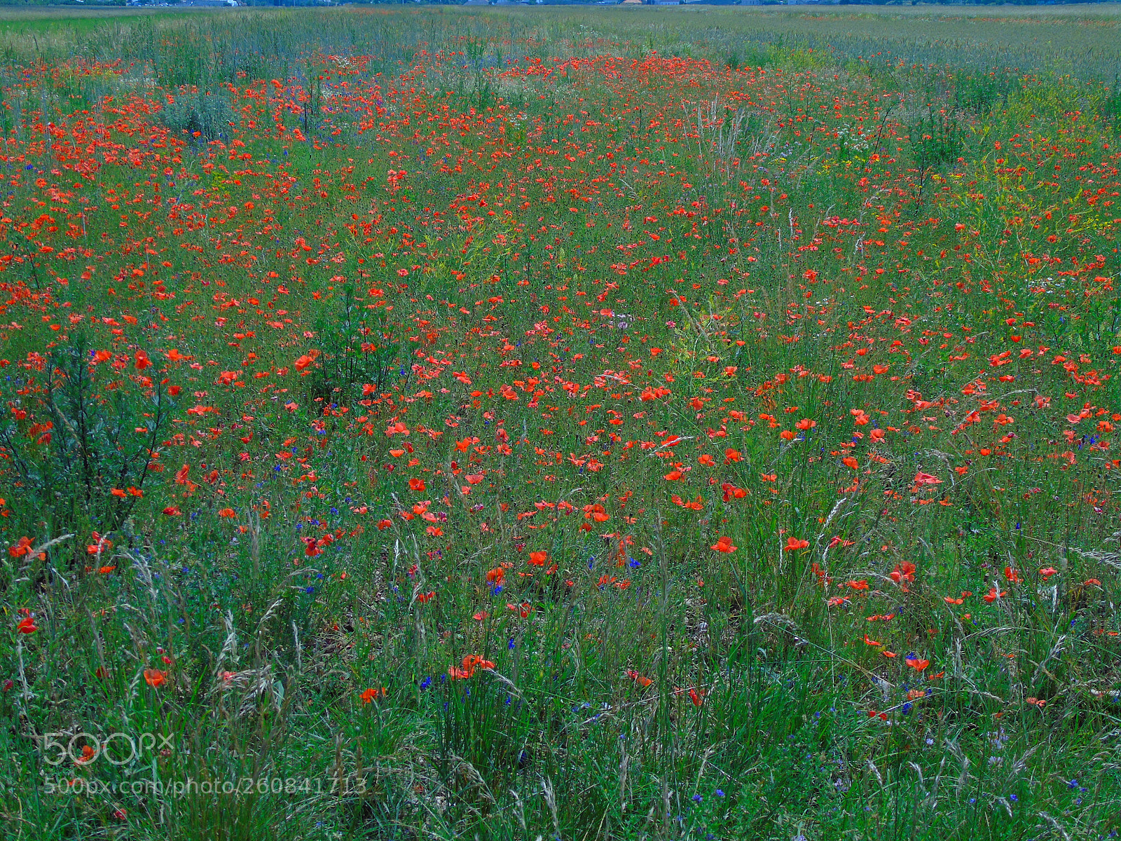 Sony Cyber-shot DSC-H400 sample photo. Vivid colors of nature photography