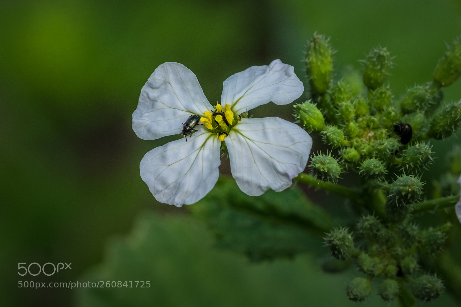 Fujifilm X-T1 sample photo. Wei er silberling lunaria photography