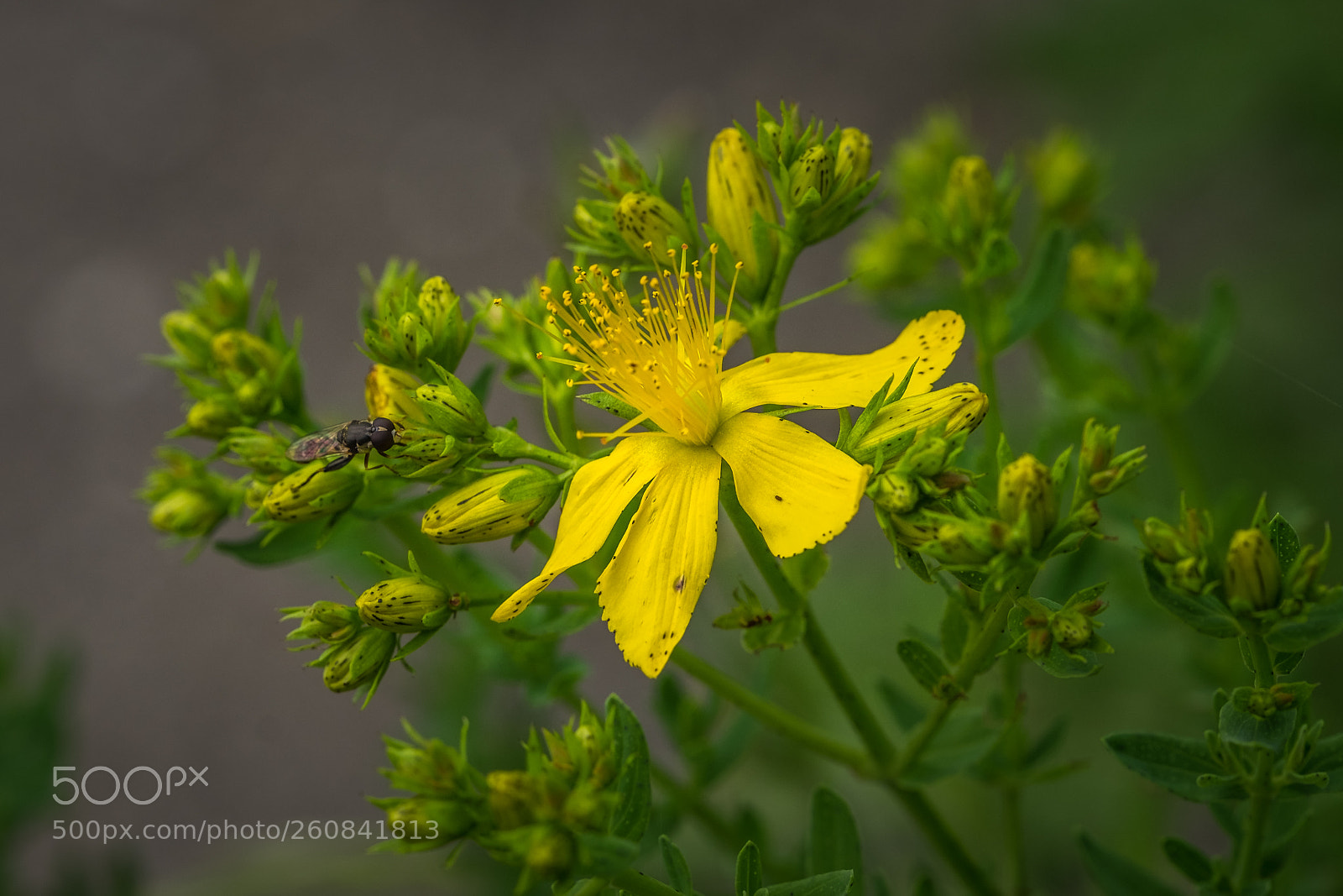 Fujifilm X-T1 sample photo. Echtes johanniskraut (hypericum perforatum) photography