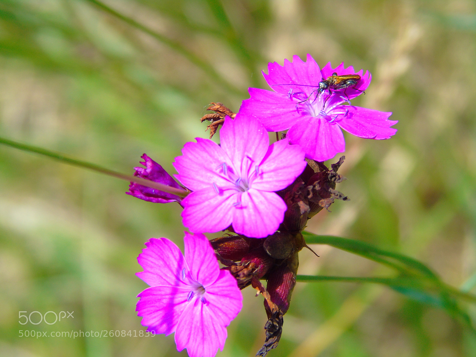 Sony Cyber-shot DSC-H400 sample photo. +++ photography