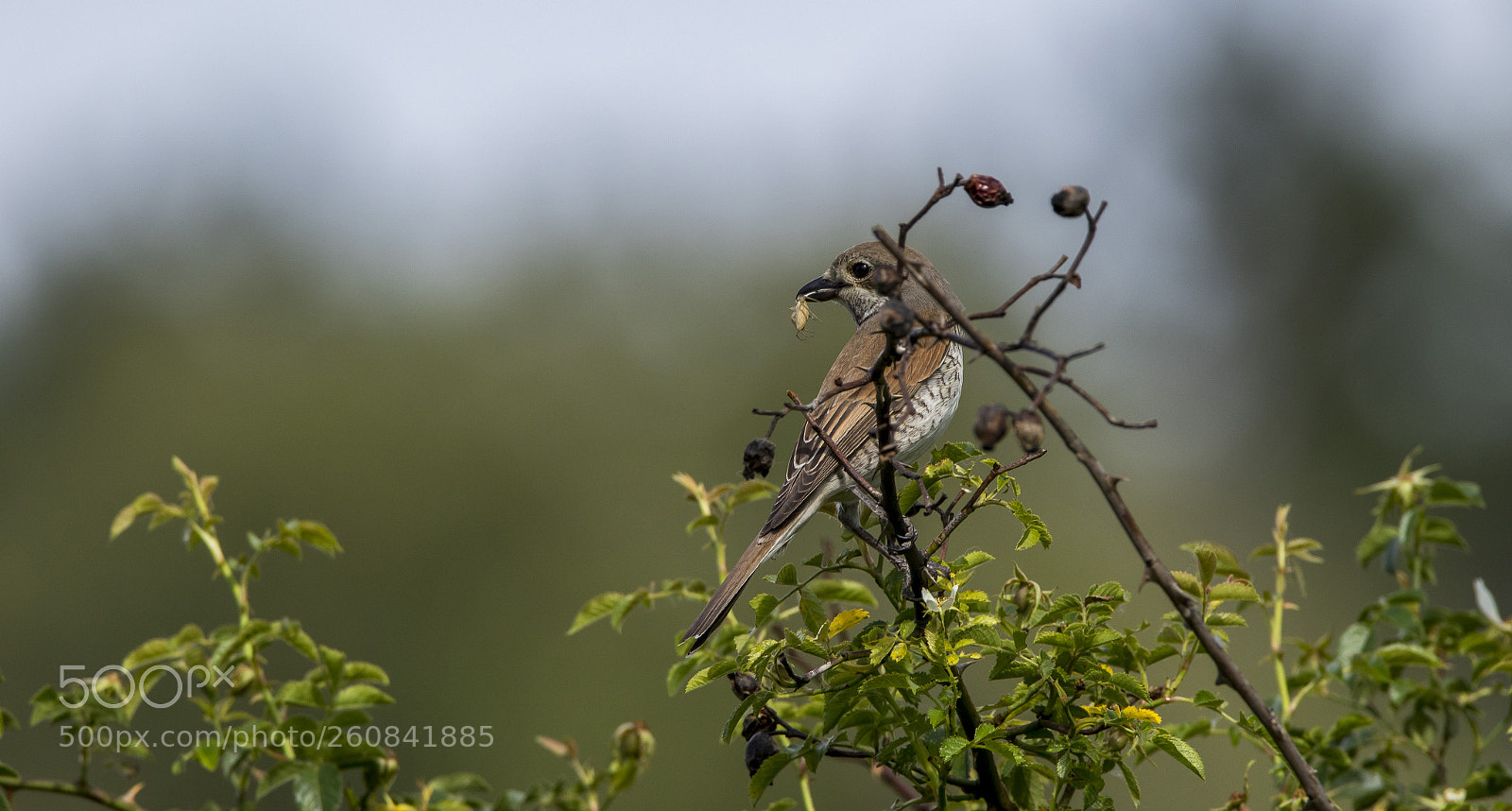 Canon EOS 7D Mark II sample photo. Female bird photography