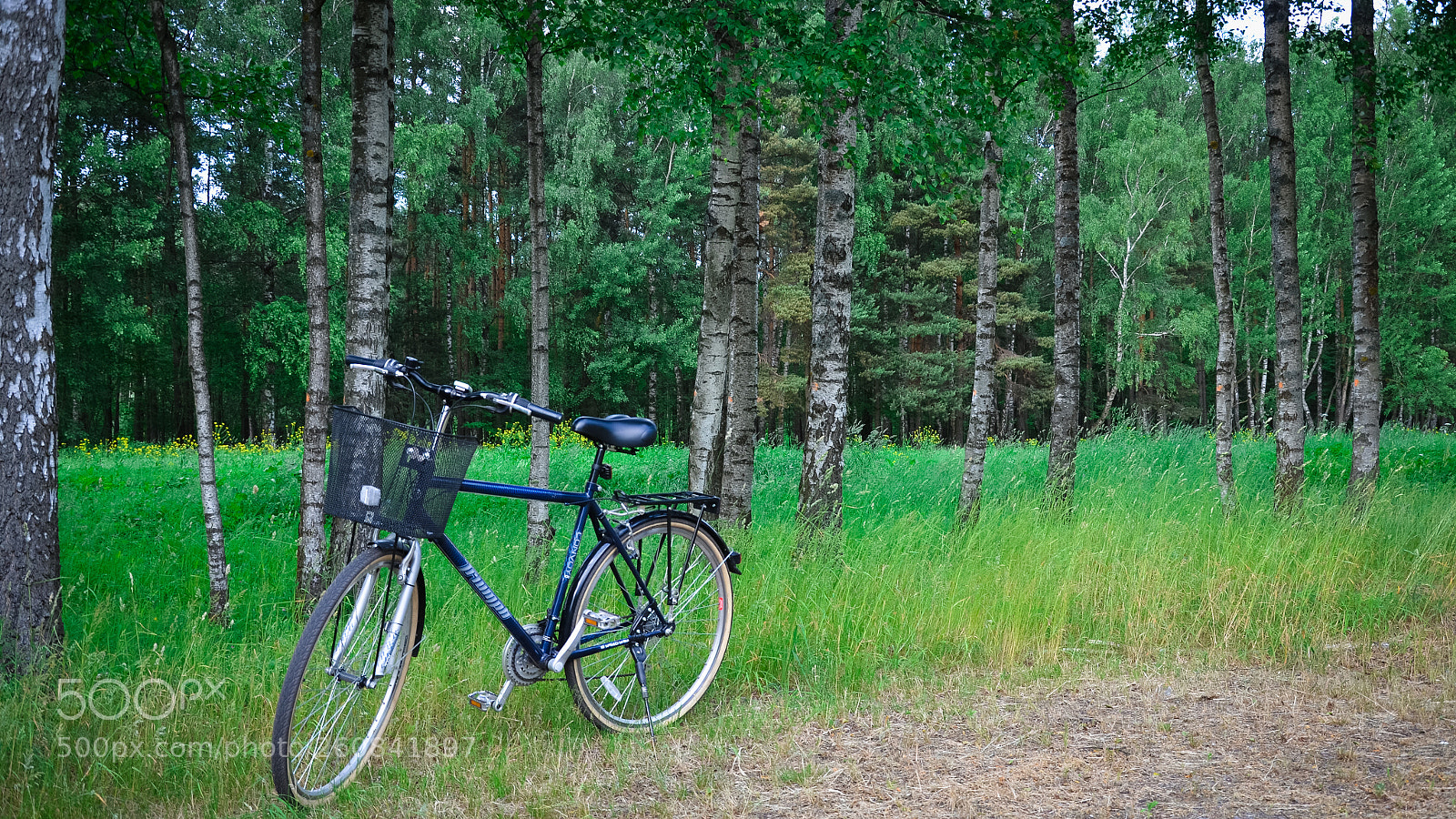 Nikon D5100 sample photo. Edge of the forest photography