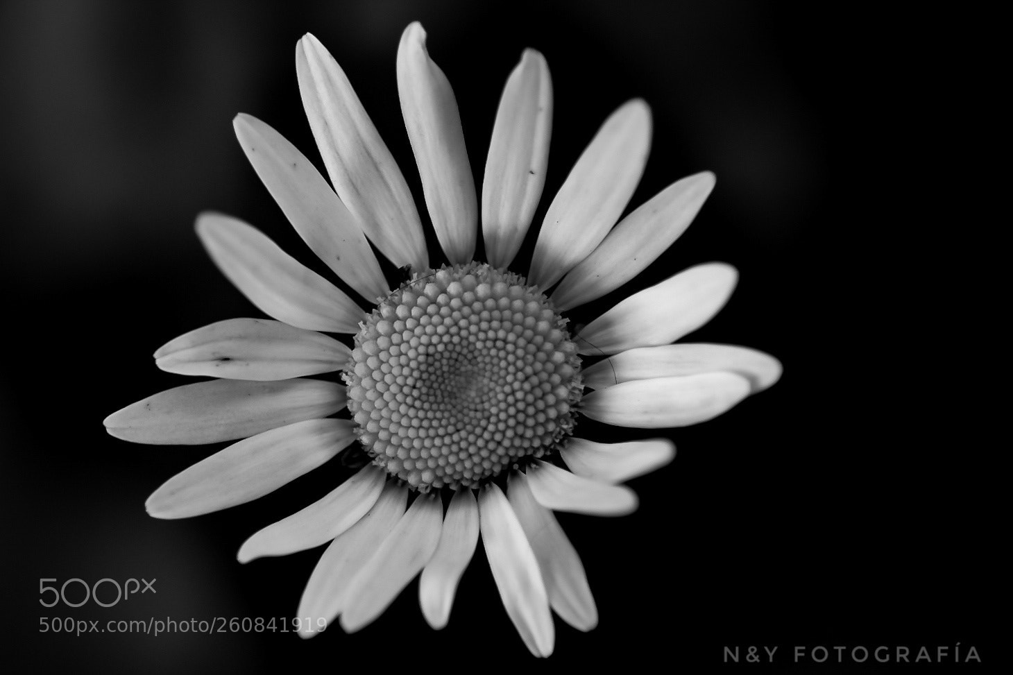 Nikon D7200 sample photo. B&w photography