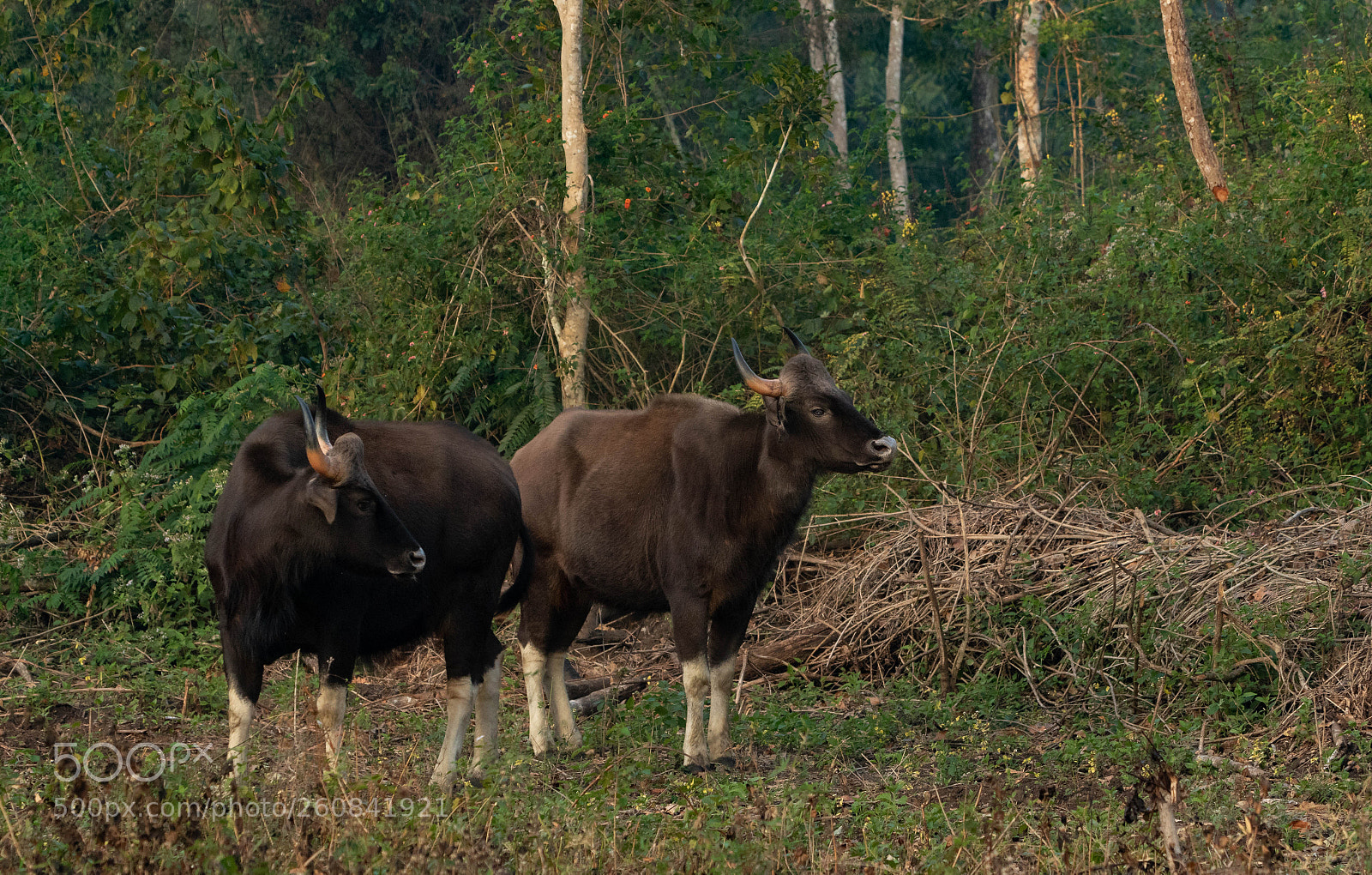 Canon EOS 7D Mark II sample photo. Indian gaur photography