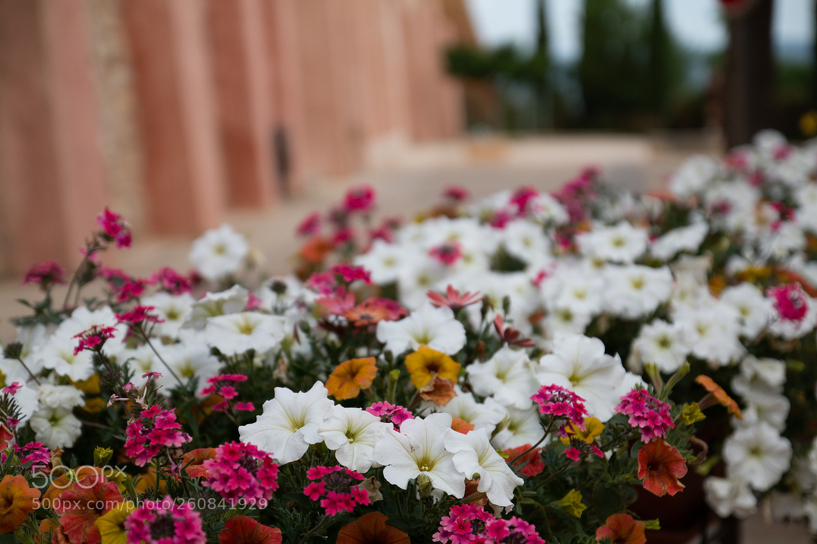 Canon EOS 70D sample photo. Flower in rousillon photography