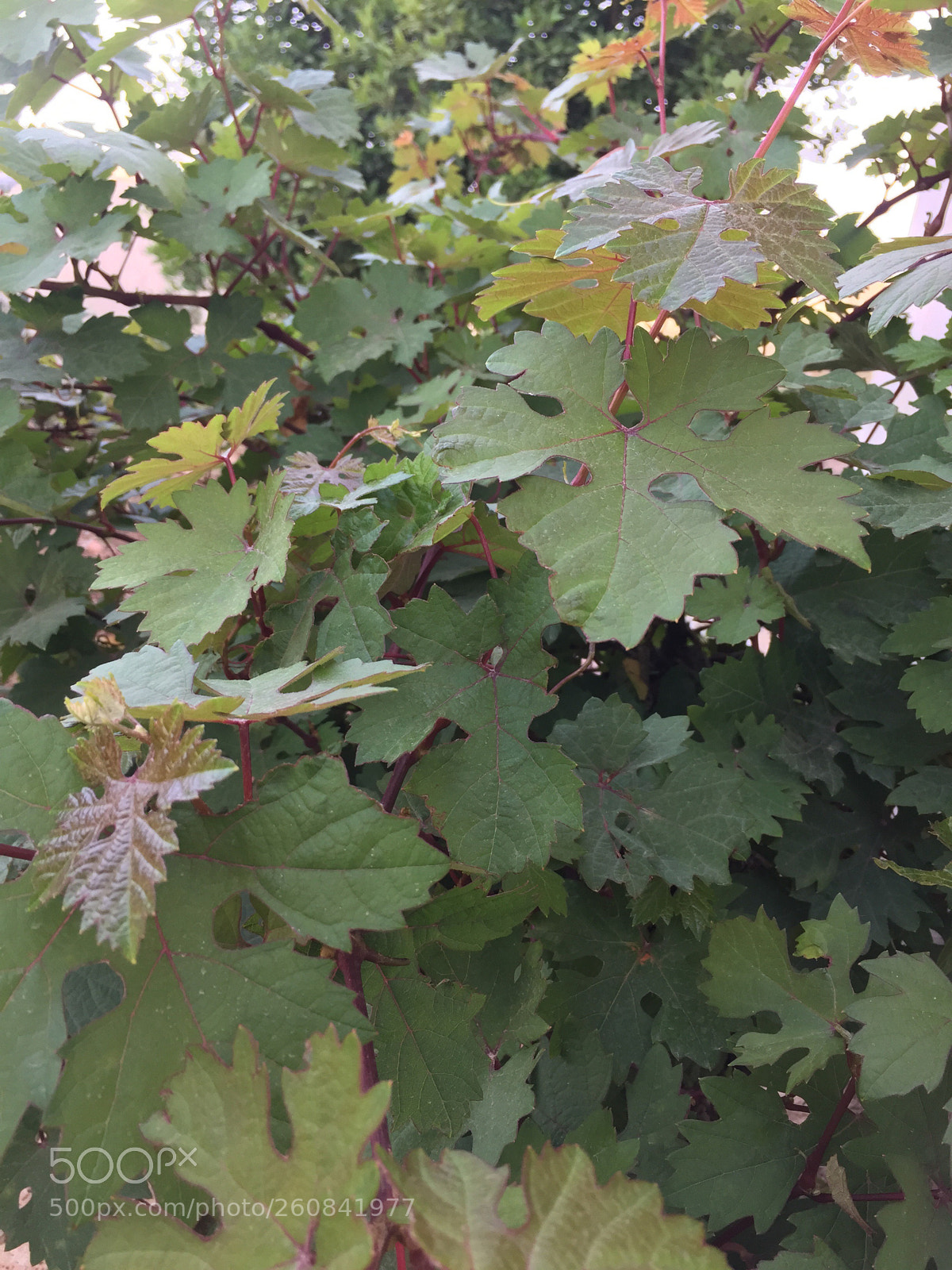 Apple iPhone 6 sample photo. ????? photography