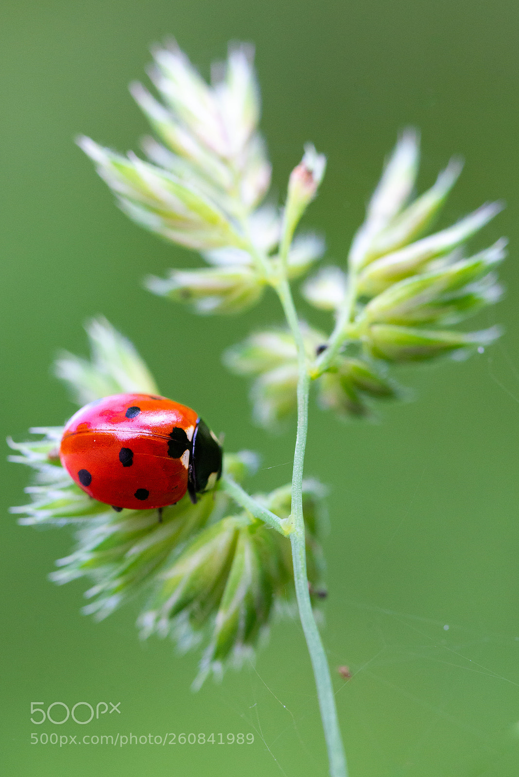 Nikon D610 sample photo. Ladybug photography