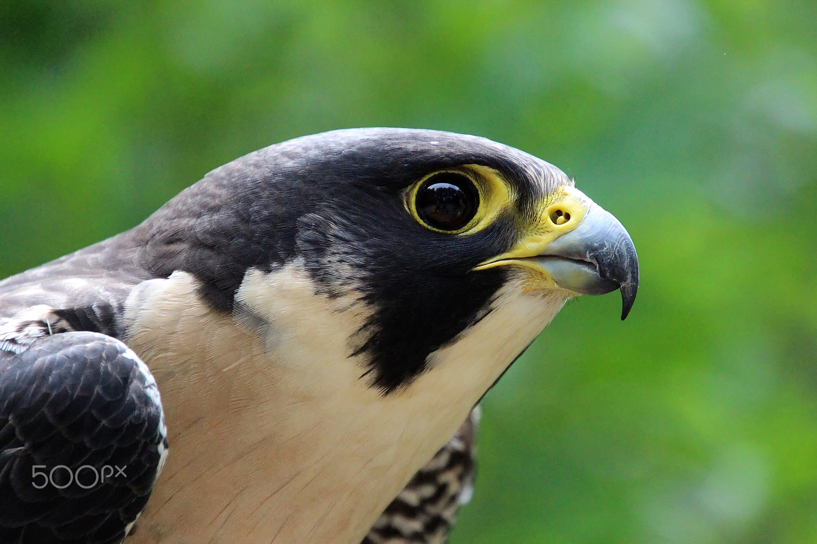 Canon EOS 700D (EOS Rebel T5i / EOS Kiss X7i) + Canon EF 300mm F2.8L IS II USM sample photo. Peregrine falcon photography