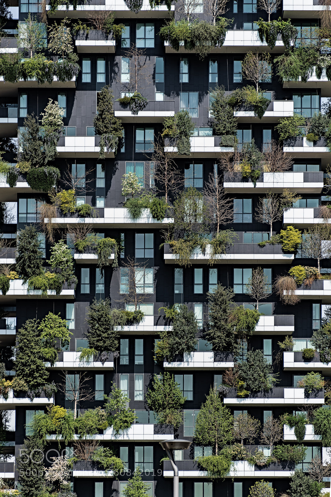 Nikon D5300 sample photo. Vertical forest photography