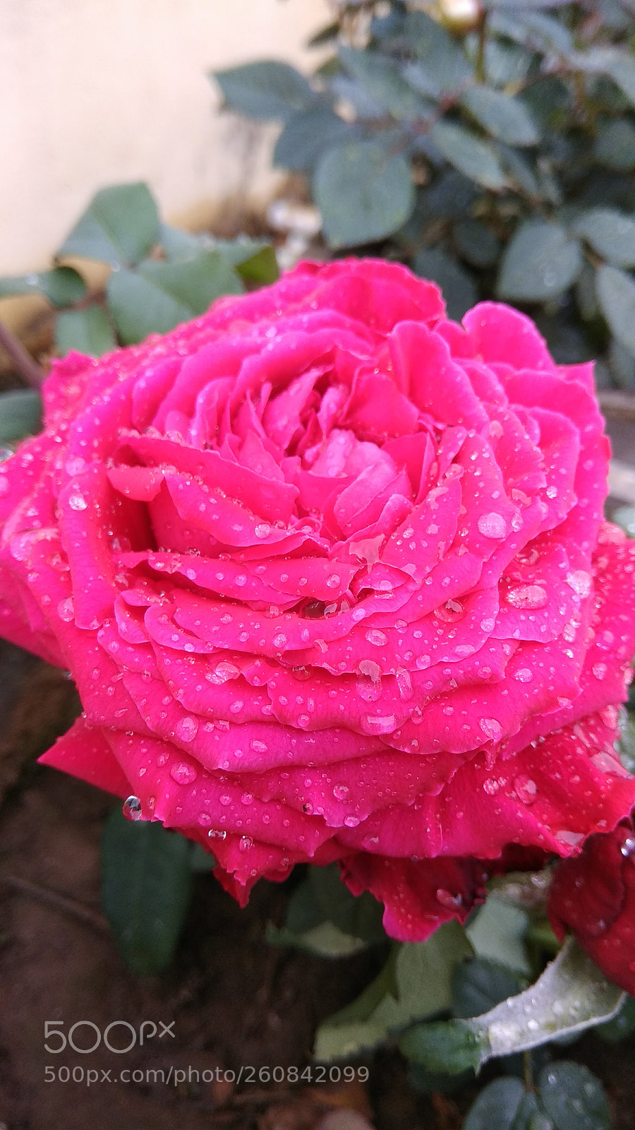 Xiaomi Redmi Note 4 sample photo. Indian rose photography