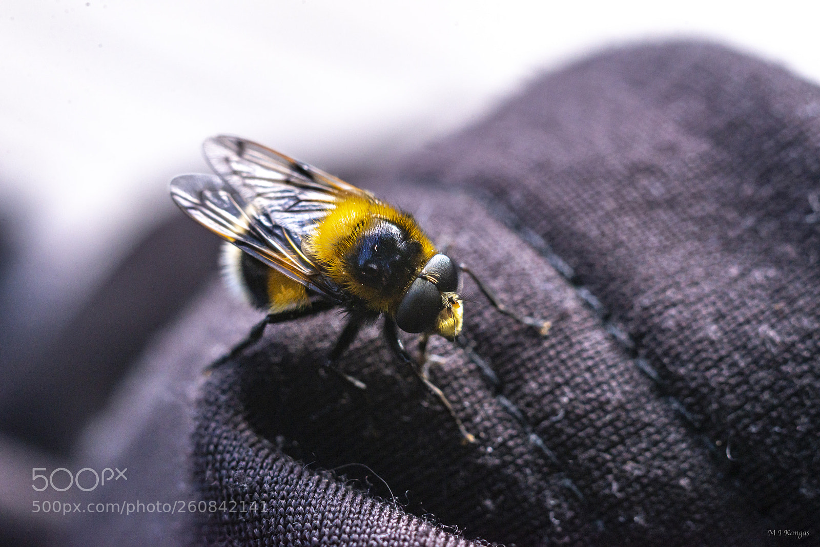 Nikon D610 sample photo. Volucella bombylans photography