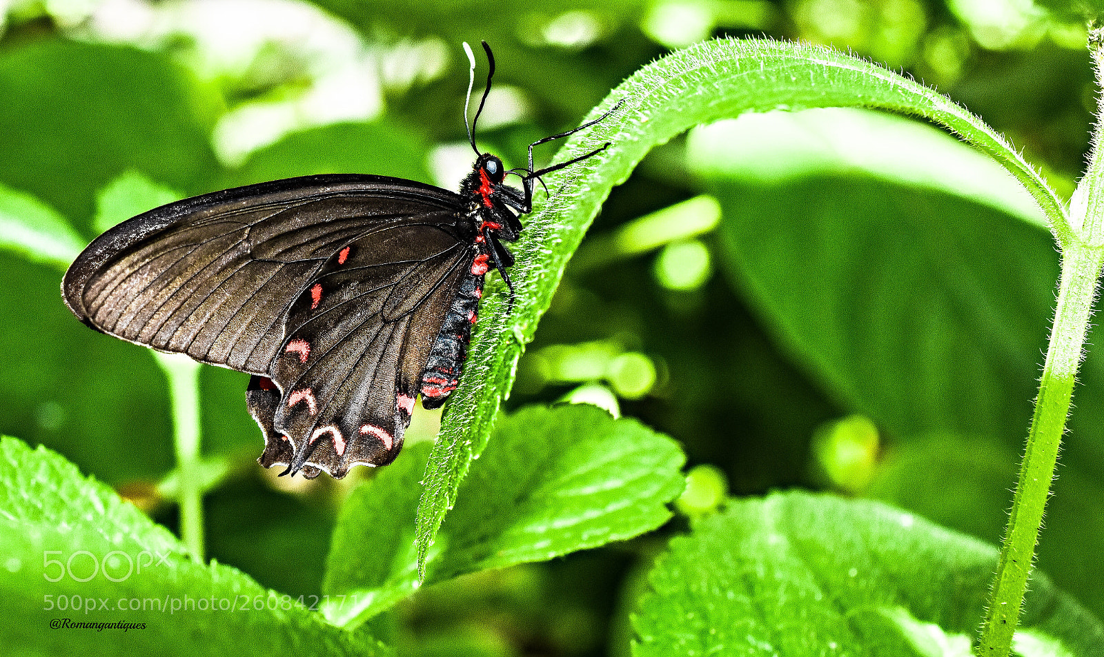 Nikon D7200 sample photo. Beautiful butterfly - macro photography
