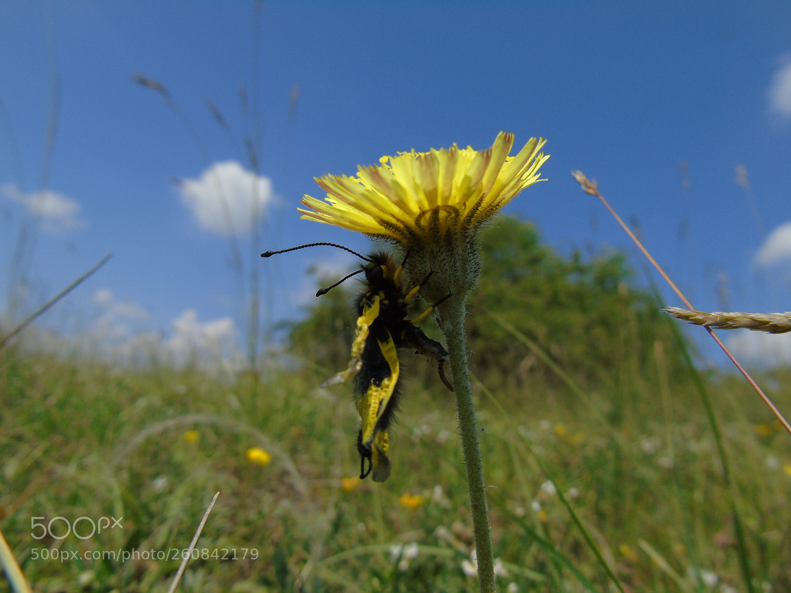 Sony Cyber-shot DSC-H400 sample photo. Pollen, a bug that photography