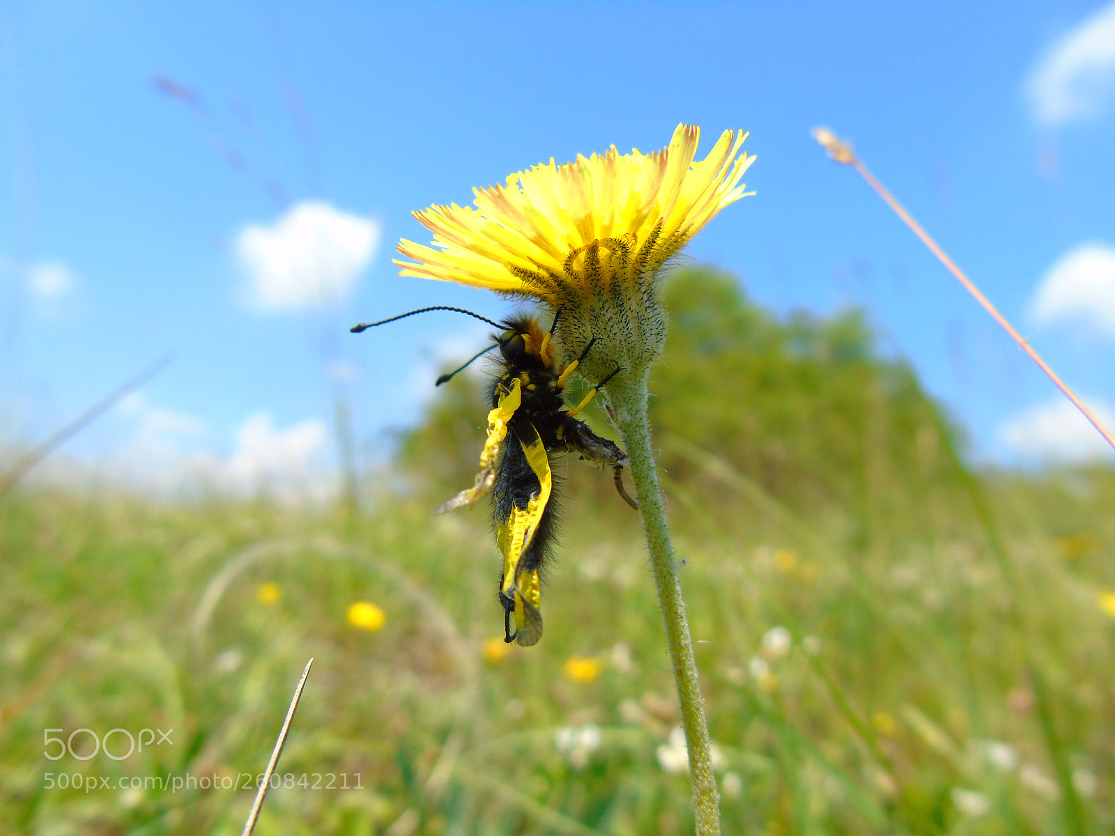 Sony Cyber-shot DSC-H400 sample photo. +++ photography