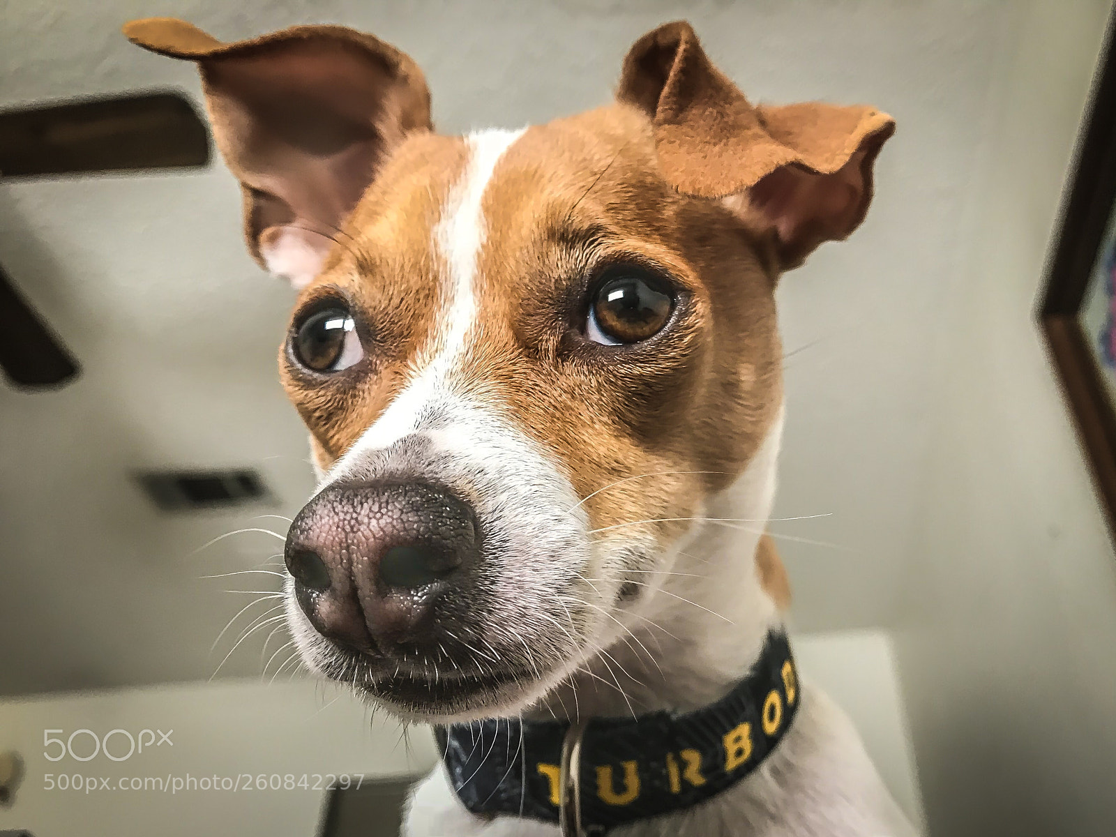 Apple iPhone 7 Plus sample photo. Turbodog in color photography