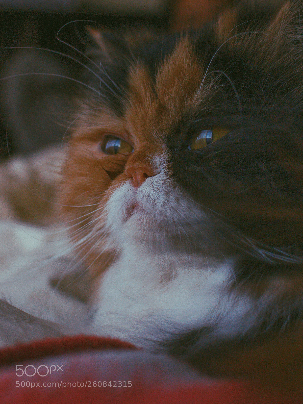 Canon EOS 700D (EOS Rebel T5i / EOS Kiss X7i) sample photo. Nala photography