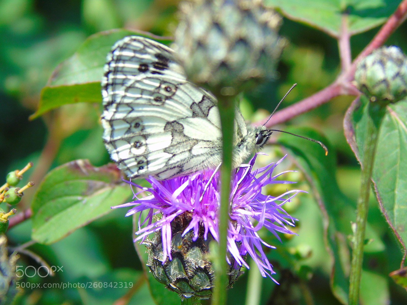 Sony Cyber-shot DSC-H400 sample photo. A butterfly on the photography