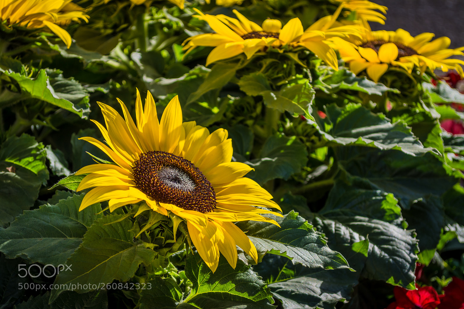 Nikon D7100 sample photo. Closeup of sunflowers in photography