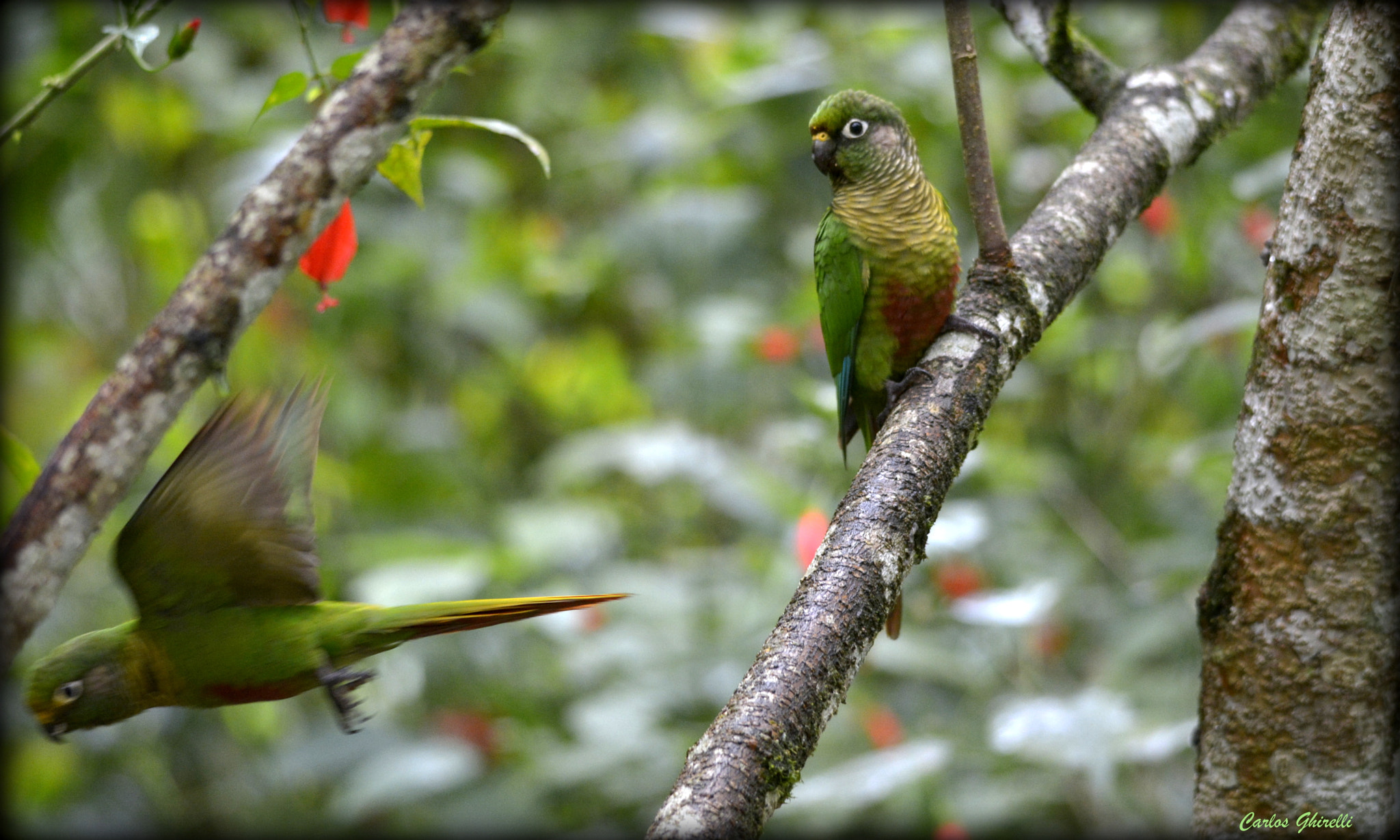 Nikon D5200 + Sigma 120-400mm F4.5-5.6 DG OS HSM sample photo. Tiriba de testa vermelha. (pyrrhura frontalis), maroon-bellied parakeet. photography